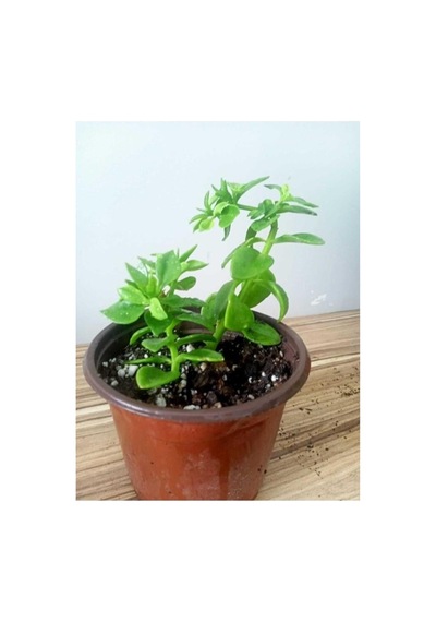 Buz Çiçeği Fidanı Sukulent 10-20 Cm