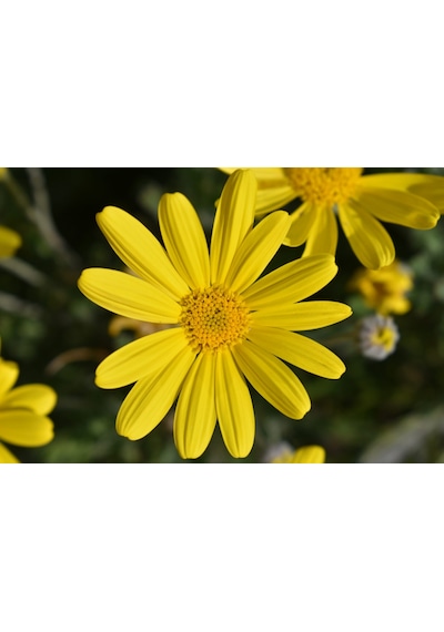SARI PAPATYA EURYOPS - ÇOK YILLIK DIŞ MEKAN ÇİÇEĞİ