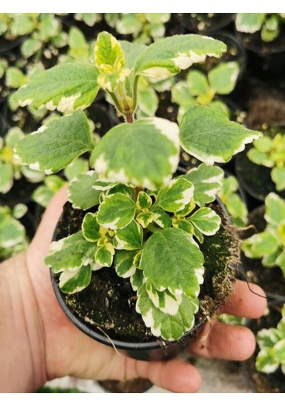 Çok Avantajlı Alacalı Benjamin Çiçeği Kokulu Bitki 1 Adet Saksılı Plectranthus Forsteri 10-20cm