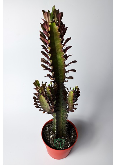 Afrika Süt Ağacı Eforbia Trigona 30 Cm Büyük Boy 12 Cm Saksıda 1 Adet
