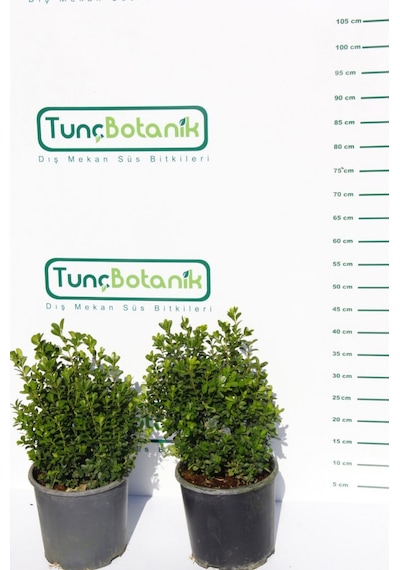 Şimşir Rotundifolia 5 Adet Paket-4 Mevsim Yeşil Çit Bitkisi