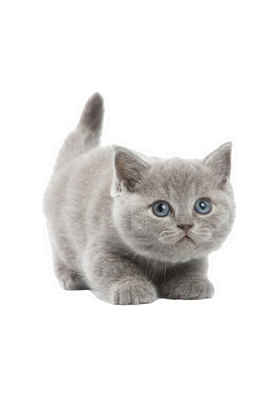 Güzel Gri Cins Kedi Araba Sticker Yapıştırması
