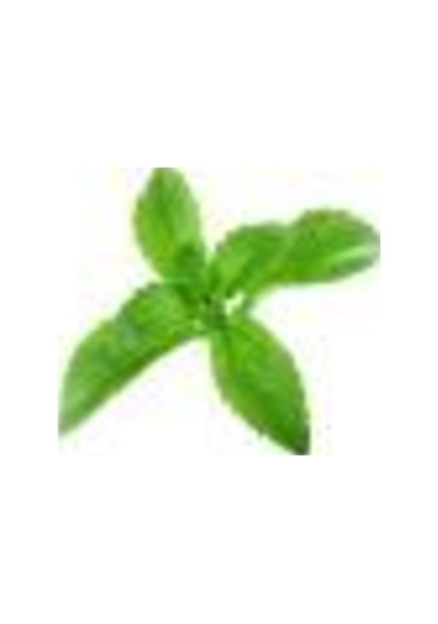 Mega Paket 500 Adet Tohum Stevia Tohumu Şekerotu Tohumu Şeker Otu Tohumu