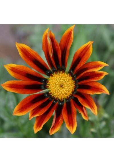 5 Adet 5 Renk Gazania Çiçeği Tohumu