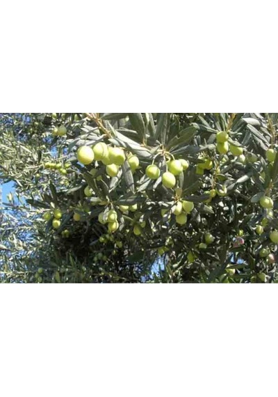 Trilye Zeytin Fidanı
