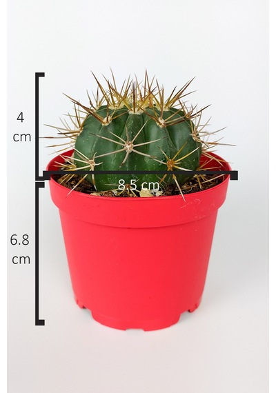 Melokaktus Matanzanus Fes Kaktüsü Türk Kavuğu Kaktüsü Büyük Boy 8.5 CM Kırmızı Saksıda 