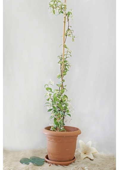Arap Yasemin Arap 80 100 Cm 1 Adet Saksılı Dış Mekan Ve Dekarasyon Bitkisi Jasminum