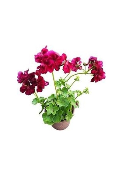 Bordo Sakız Sardunya Fidanı Bordo 10-20 Cm