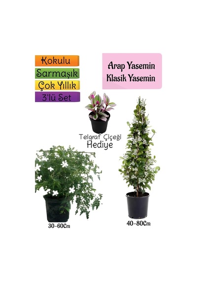 Kokulu Arap Yasemini+klasikyasemin+telgraf Çiçeği 3'lü Bahçe Seti