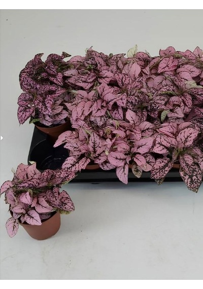 3 Farklı Renk Hostes Çiçeği Saksılı 10-15cm Salon Çiçeği Hypoestes