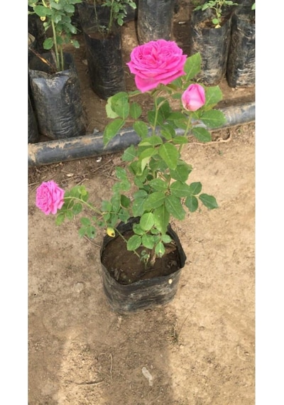 Bol Kokulu Gerçek Isparta Gülü 10-20 Cm