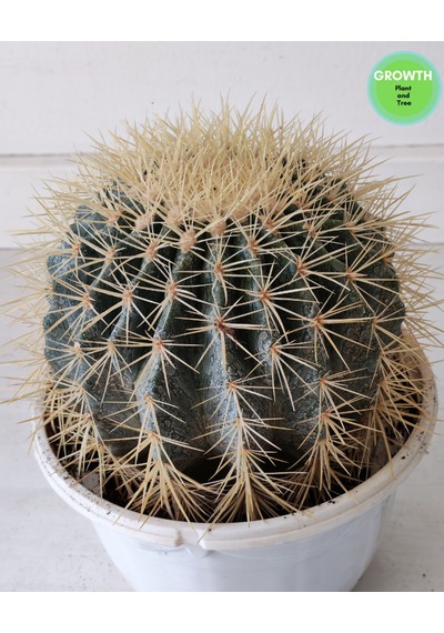 Echinocactus Grusonii Altın Fıçı Kaktüs 1 Adet