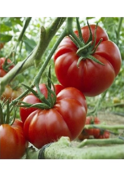 75 Adet Tohum Erkenci Iri Marmande Domates Tohumu Domates Tohumu Organik Saksı Toprak