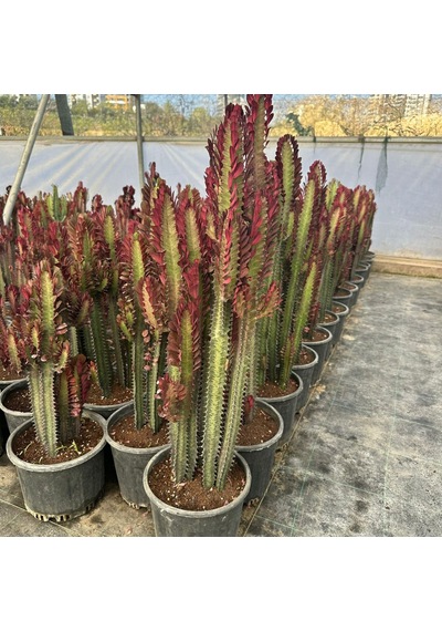 Büyük Boy Bol Dallı Euphorbia Trigona Red- Afrika Kırmızı Süt Ağacı 1 Adet