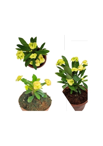 Yellow Crown Of Thorns Sarı Dikenler Tacı Fidanı 10-20 Cm
