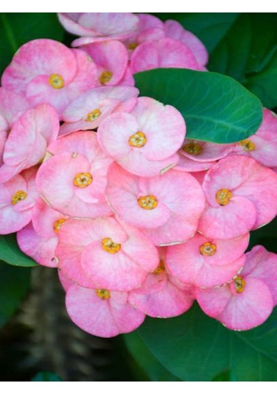 Videolu 3 Adet Mini Dikenler Tacı Çiçeği Sarı/kırmızı/pembe 5-15 Cm Saksılı Çiçekli Euphorbia Milii