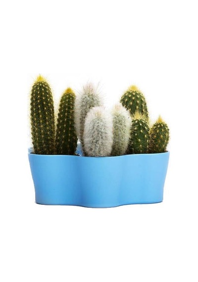 Plastik Kaktüs Saksı 5,5 Cm 88215571