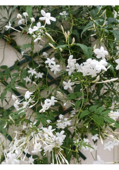 Arap Yasemini Beyaz Çiçekli 100 150 Cm 1 Adet Saksılı Dış Mekan Bitkisi White Jasmine