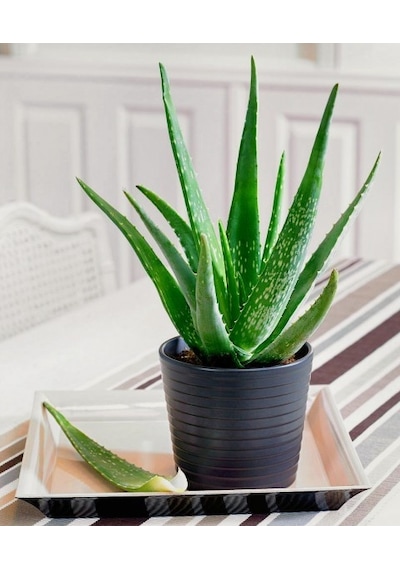 Aloe Vera Sarı Sabır 10 Adet
