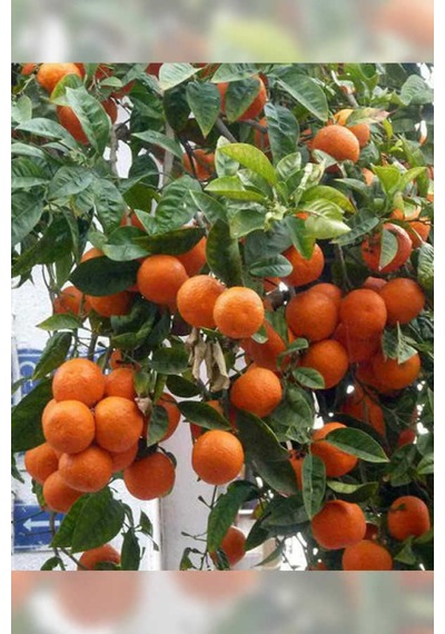 Tüplü Aşılı Klemantin Nova Mandalina Yaş 1-2 Boy 90-110cm  Fidanı