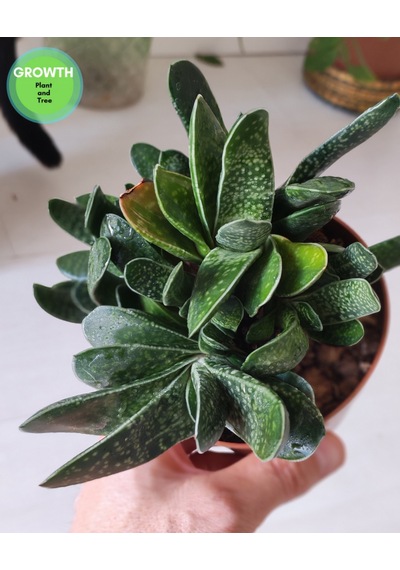 Gasteria Bicolor Sukulent 1 Adet