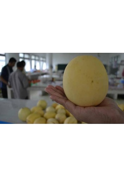 Apple Melon Elma Kavunu Tohumu Ekim Seti 5 Tohum + Saksı + Toprak