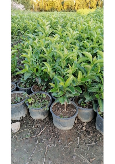 Serada Decor Plant Kartopu Viburnum Lucidum Fidanı 15-25 Cm 3 Adet Doğal Çit Duvar