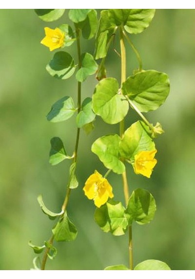 Lysimachia Nummularia Sarı Çiçekli Zemin Örtücü Altın Kolye Çiçeği 20-40cm