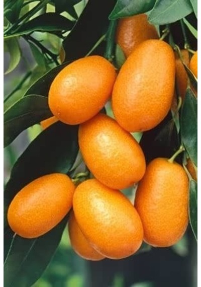 Kumkuat Kamkat Citrus Fortunella 3 Yaş Tüplü Ve Aşılı