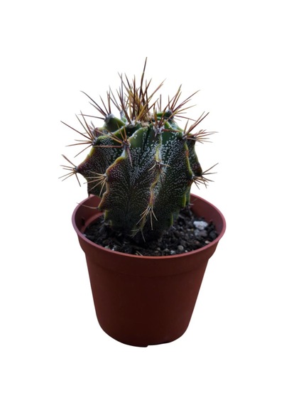 Özel Tür Astro Kaktüs Astrophytum Ornatum 8,5 Cm Lik Saksıda