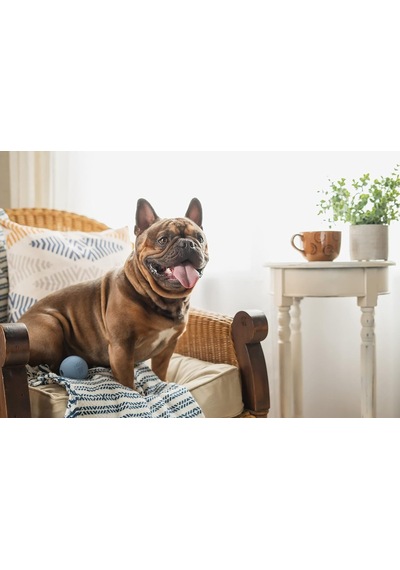 Ayrex Harry Barker Kauçuk Toplar Ve Kauçuk Çiğneme Çubuğu, Köpekler İçin Kauçuk Kemik - 2,5 İnç Kauçuk Toplar