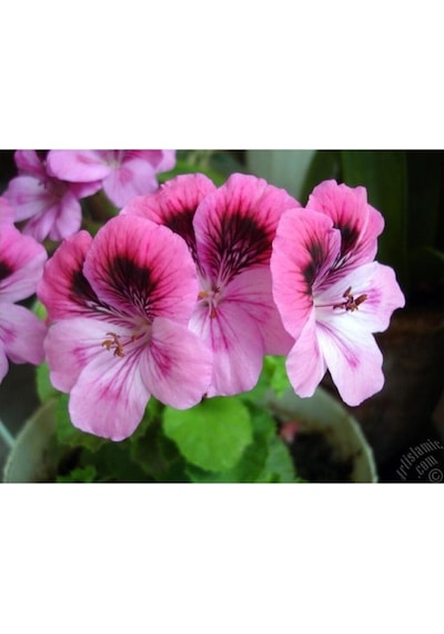 Alacalı Pembe Sakız Sardunya Fidanı 10-20 Cm