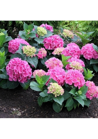 Hydrangea Macrophylla Ortanca Fidanı 10-20 Cm