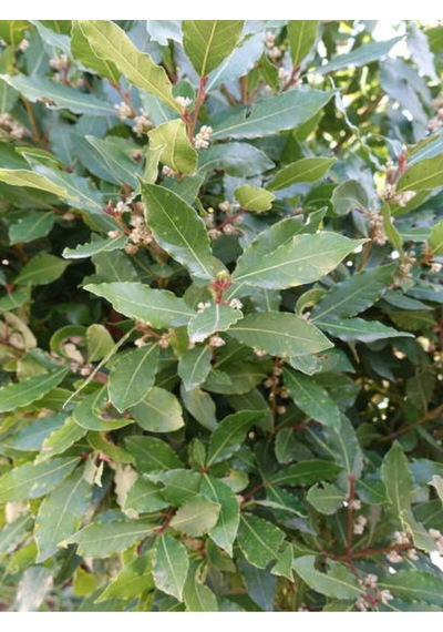 Mis Kokulu 1 Adet Defne Ağacı Fidanı 20-30cm Tüplü\saksılı Laurel Tree Sapling