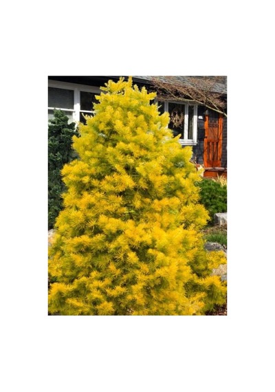 Es Concolor Gold Bitkisi