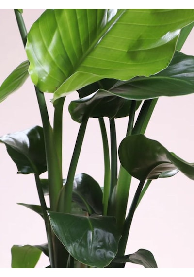 Starliçe Strelitzia Reginae Cennet Kuşu Bitkisi 50-70cm Salon Çiçeği