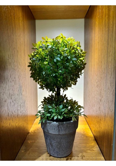 Minimalist Çift Katlı Yeşim Topiary Aranjmanı 24 Cm X 10 Cm Yeşil