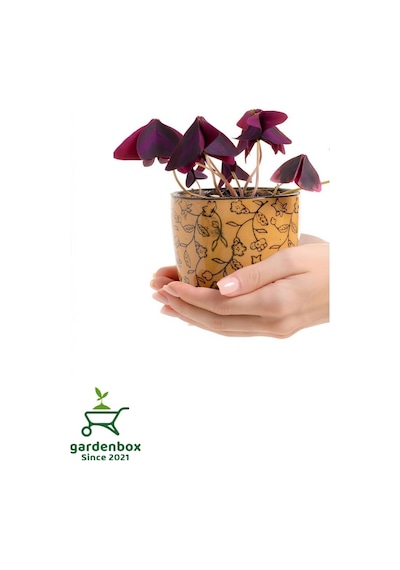 Formlu Mor Süs Yoncası Çiçeği 20-30cm 1 Adet Canlı Çiçel Oxalis Triangularis