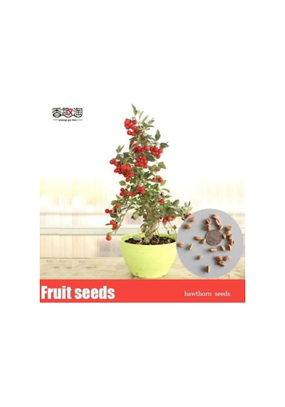 Nadir Ithal Bodur Kırmızı Alıç Bonzai Ağacı Tohumu 3 Tohum Bonsai Tohumu
