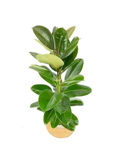 Serada Decor Plant Kauçuk Çiçeği 2'li 80-100cm