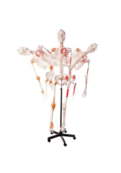 Esnek İnsan İskeleti Modeli, Kasları Ve Ligamentleri Gösteren, Numaralandırılmış, 180 Cm - İskelet Maketi 01
