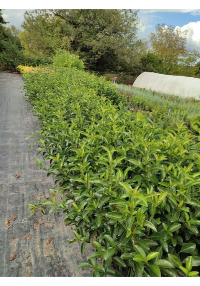 Kartopu Viburnum Lucidum 4 Adet 80-100 Cm Saksılı Dış Mekan Bahçe Peyzaj Çit Bitkisi