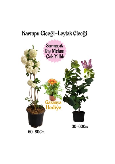 Kartopu Çiçeği 1 Adet +kokulu Leylak1 Adet+sarı Gazanya Hediye Saksılı Bahçe Seti