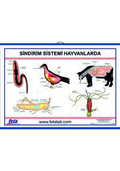 Sistemi Levhası Hayvanlarda