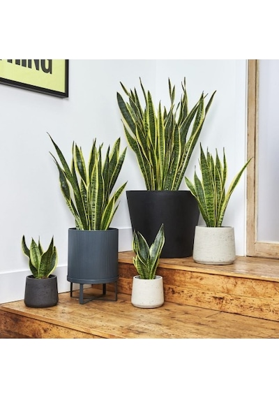 Paşa Kılıcı - Peygamber Kılıcı Sansaveria Trifasciata 20-30 Cm 5 Adet