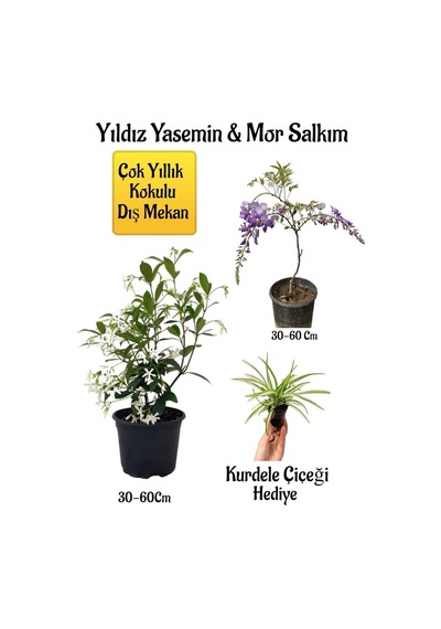 Kokulu Yıldız Yasemin Çiçeği+mor Salkım Ağacı Fidanı Kurdele Çiçeği Peyzaj Seti