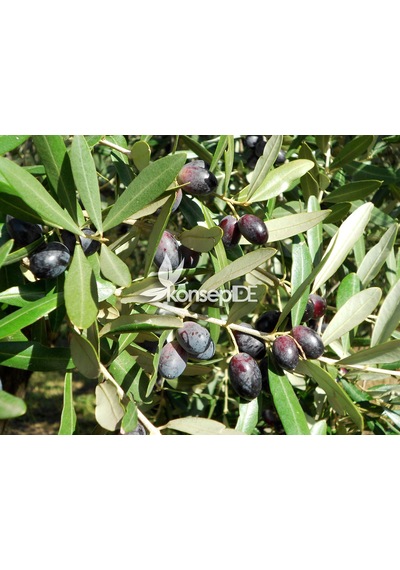 Zeytin Tirilye Gemlik Fidanı