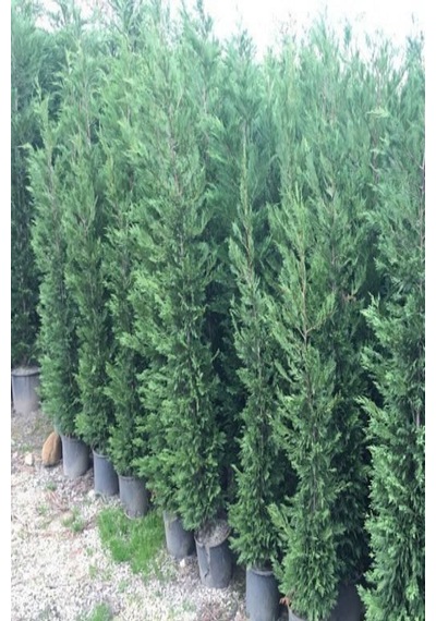 Videolu Leylandi Çam Fidanı 2 Adet Saksılı/ Tüplü 30-60cm Dış Mekan Bitkisi Leylandi Cedar