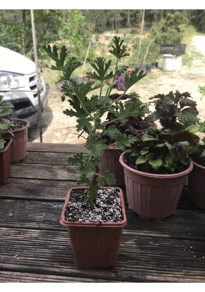 Saksılı Itır Fidanı Fidesi Gül Kokulu 10-20 Cm