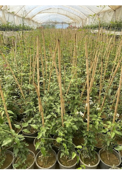 Ada Yasemini Yoğun Kokulu 70-120 Cm Saksılı/tüplü Dış Mekan Bitkileri Oleander